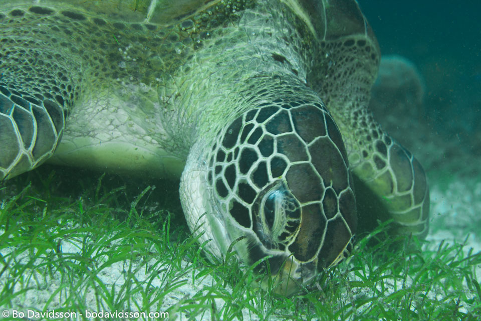 BD-140320-Baiicasag-2848-Chelonia-mydas-(Linnaeus.-1758)-[Green-sea-turtle.-Grön-havssköldpadda].jpg